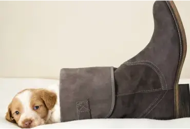 Atsisveikinimas su gyvūnu