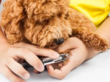 Profilaktinės ir higienos paslaugos