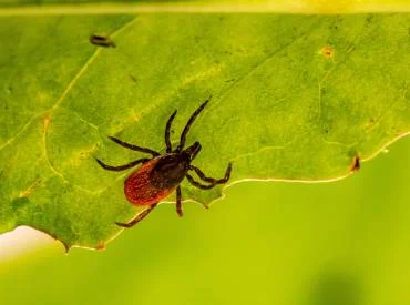 Pliusine temperatūra mėgaujamės ne tik mes, bet ir pavojingi kraujasiurbiai parazitai – erkės.