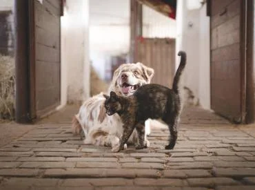 Vakcinacija, gyvūnų ženklinimas (čipavimas), ES augintinio pasas