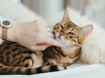 Endoskopiniai tyrimai ir procedūros