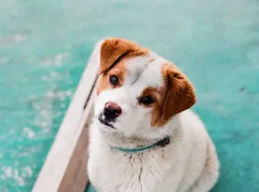 Echoskopiniai tyrimai