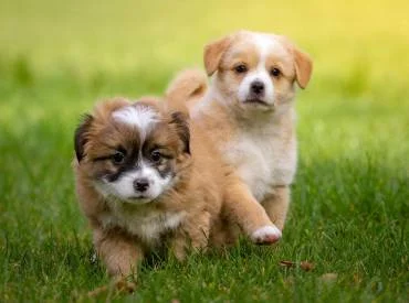 Šunų skiepai – vakcinacija