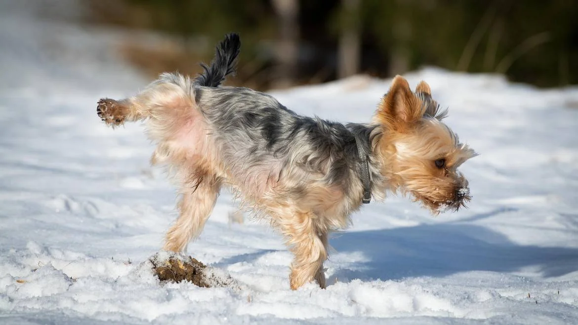 Kaip panaikinti šuns šlapimo kvapą?
