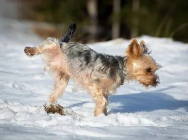 Kaip panaikinti šuns šlapimo kvapą?