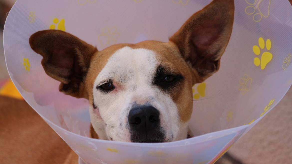 Kaip prižiūrėti šunį po operacijos?