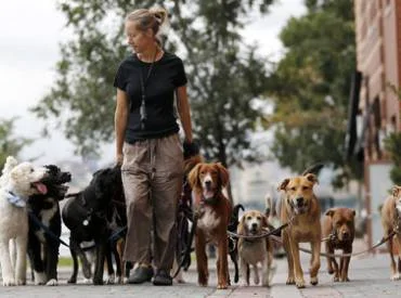 Pasiūlymas veislynams