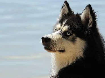 Šunų odos ligos ir gydymas