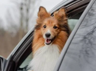 Veterinaras į namus